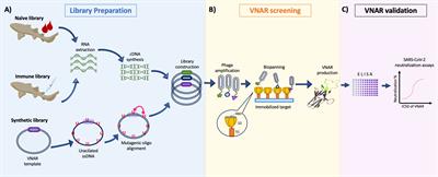 Unleashing the power of shark variable single domains (VNARs): broadly neutralizing tools for combating SARS-CoV-2